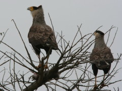 Carancho/Southern Caracara