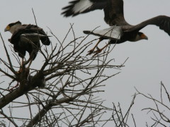 Carancho/Southern Caracara