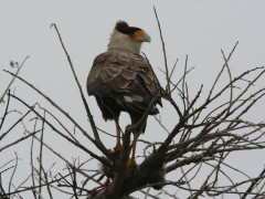 Carancho/Southern Caracara