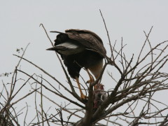 Carancho/Southern Caracara