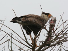 Carancho/Southern Caracara