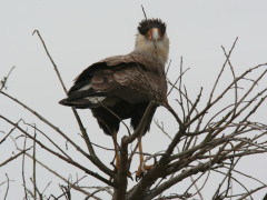 Carancho/Southern Caracara