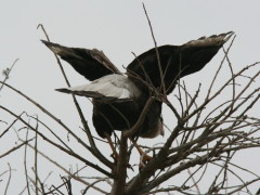 Carancho/Southern Caracara