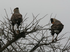 Carancho/Southern Caracara