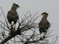 Carancho/Southern Caracara