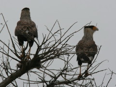 Carancho/Southern Caracara