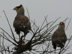 Carancho/Southern Caracara