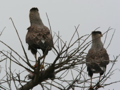 Carancho/Southern Caracara