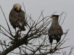 Carancho/Southern Caracara