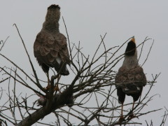 Carancho/Southern Caracara