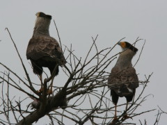 Carancho/Southern Caracara