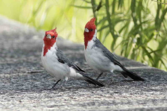 Cardenal común/Red-crested Cardinal