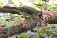 Cardenal común/Red-crested Cardinal