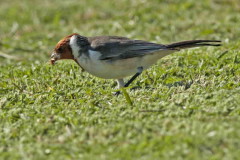 Cardenal común/Red-crested Cardinal