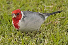 Cardenal común/Red-crested Cardinal