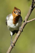 Cardenal común/Red-crested Cardinal