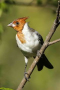 Cardenal común/Red-crested Cardinal