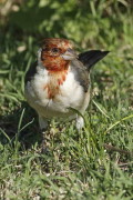 Cardenal común/Red-crested Cardinal