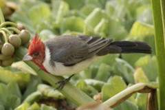 Cardenal común/Red-crested Cardinal