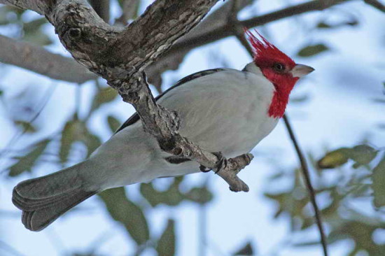 Cardenal común/Red-crested Cardinal