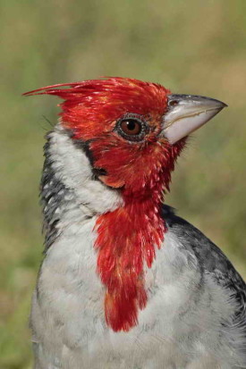 Cardenal común/Red-crested Cardinal