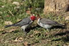 Cardenal común/Red-crested Cardinal