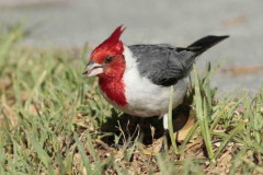 Cardenal común/Red-crested Cardinal