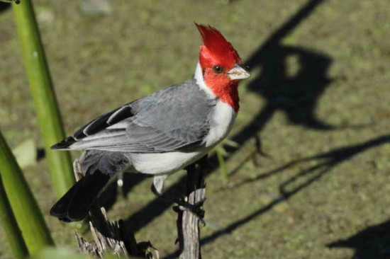 Cardenal común/Red-crested Cardinal