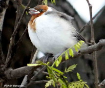 Cardenal común/Red-crested Cardinal