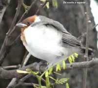 Cardenal común/Red-crested Cardinal