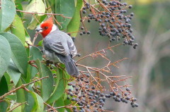 Cardenal común/Red-crested Cardinal