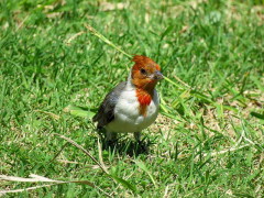 Cardenal común/Red-crested Cardinal