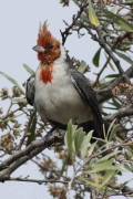 Cardenal común/Red-crested Cardinal