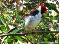 Cardenilla/Yellow-billed Cardinal