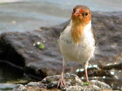 CardenillaJ/Yellow-billed CardinalJ