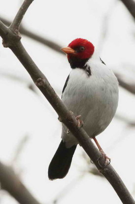 Cardenilla/Yellow-billed Cardinal