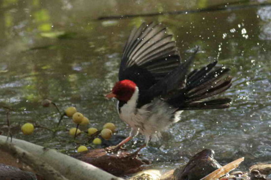 Cardenilla/Yellow-billed Cardinal