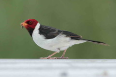 Cardenilla/Yellow-billed Cardinal