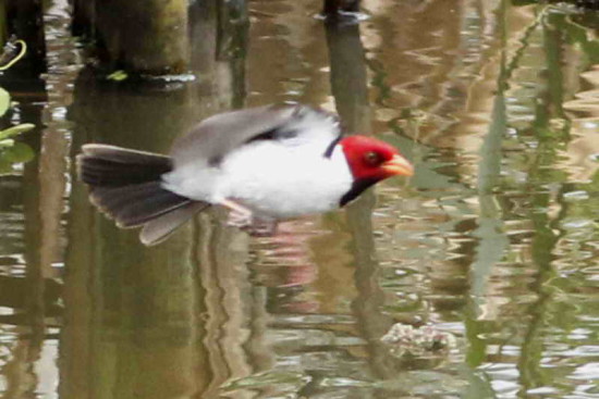 Cardenilla/Yellow-billed Cardinal