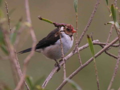 CardenillaJ/Yellow-billed CardinalJ