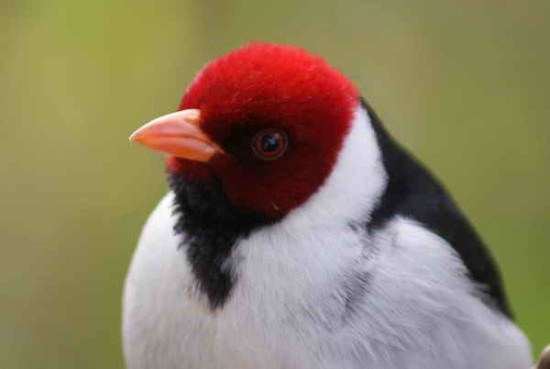 Cardenilla/Yellow-billed Cardinal