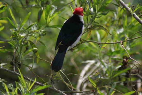 Cardenilla/Yellow-billed Cardinal