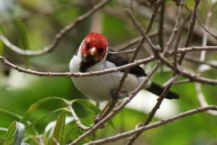 CardenillaJ/Yellow-billed CardinalJ