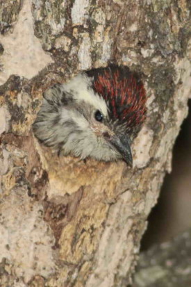 Carpintero bataraz chico/Checkered Woodpecker