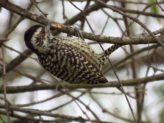 Carpintero bataraz chico/Checkered Woodpecker