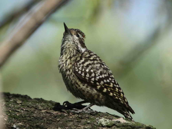 Carpintero bataraz chico/Checkered Woodpecker