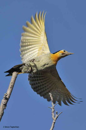 Carpintero campestre/Campo Flicker