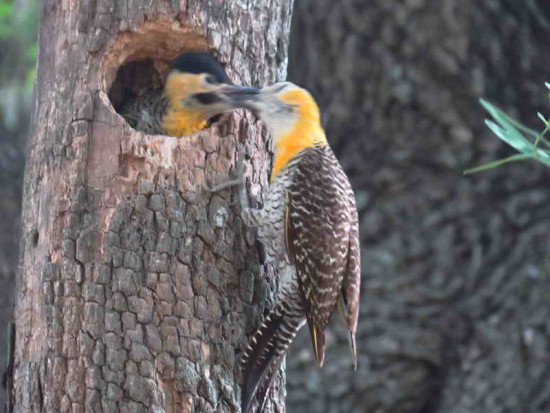 Carpintero campestre/Campo Flicker