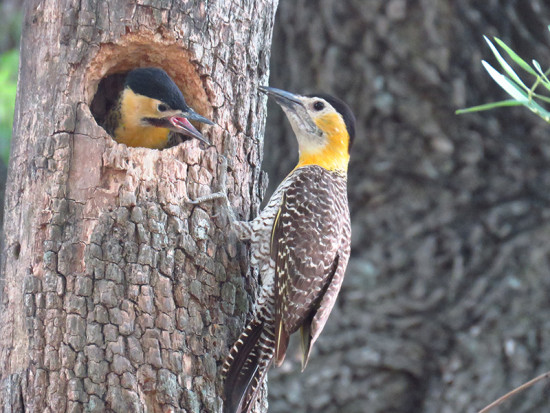 Carpintero campestre/Campo Flicker