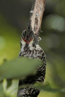 Carpintero bataraz chico/Checkered Woodpecker